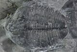 Elrathia Trilobite Cluster - Utah #105528-2